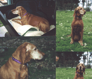 dog10