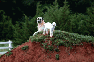 dog2