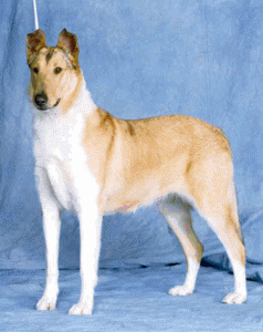 dog7